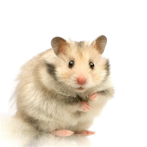 x hamster free pics|Free Stock Photos, Royalty Free Stock Images & Copyright Free。